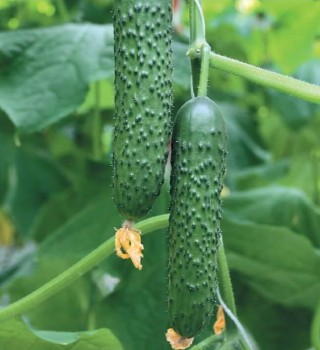 img-0: Огурец Лютый F1 - ООО «Семена Тут»