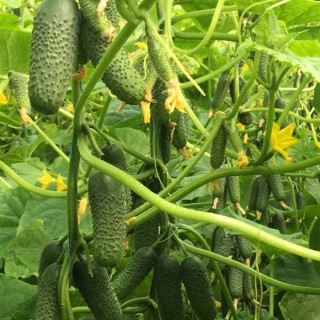 img-0: Огурец Мадейра (СВ 0196 ЦВ) F1 - ООО «Семена Тут»