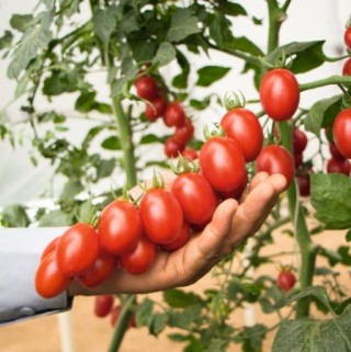 Томат Маунтин Винъярд F1 - ООО «Семена Тут»