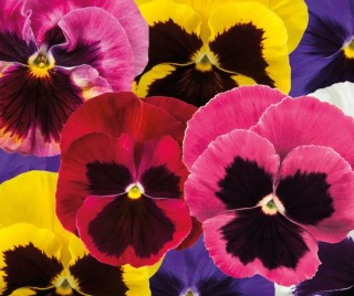 Виола крупноцветковая Экстрада Микс [1000 шт] - ООО «Семена Тут»