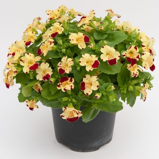 Мимулюс Мистик Крем виз Спотс [1000 драже] - ООО «Семена Тут»