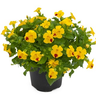 Мимулюс Мистик Еллоу виз Спотс [1000 драже] - ООО «Семена Тут»