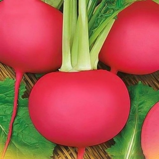 img-0: Дайкон (редька китайская) Мисато Ред - ООО «Семена Тут»