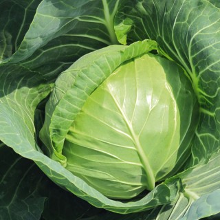 Капуста белокочанная Нахаленок - ООО «Семена Тут»