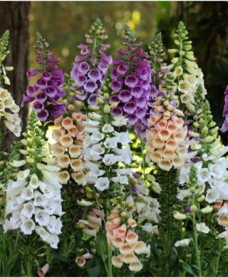 img-0: Наперстянка Далматин Микс [30 драже] - ООО «Семена Тут»