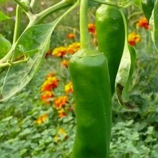 img-0: Перец острый Наваха - ООО «Семена Тут»