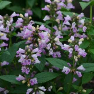 Котовник Пинк Пантер [250 шт] - ООО «Семена Тут»