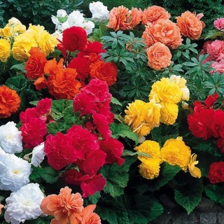 Бегония клубневая Нонстоп Микс - ООО «Семена Тут»