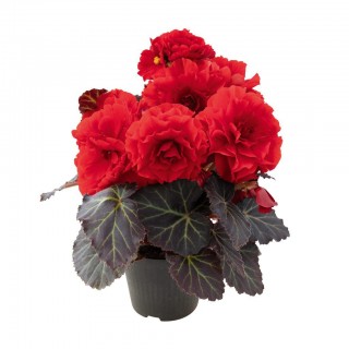 Бегония клубневая Нонстоп Мокка Дип Ред [1000 драже] - ООО «Семена Тут»