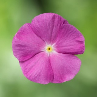 Катарантус Кора Орхид [1000 шт] - ООО «Семена Тут»