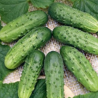 img-0: Огурец Посол F1 - ООО «Семена Тут»