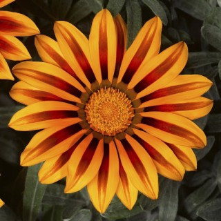 Газания Фрости Кисс Оранж Флейм [1000 шт] - ООО «Семена Тут»