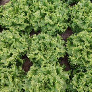 img-0: Салат Орфей - ООО «Семена Тут»