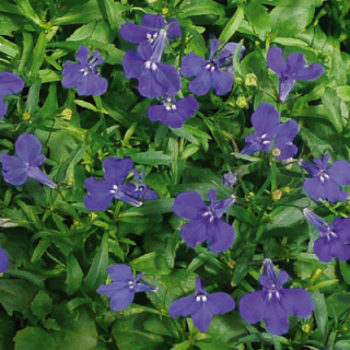 Лобелия прямостоячая Палас Блю [1000 м/драже] - ООО «Семена Тут»