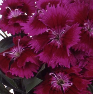 img-0: Гвоздика Чиба Парпл [500 шт] - ООО «Семена Тут»