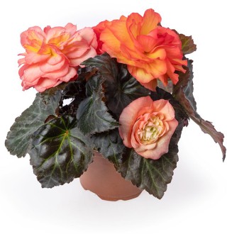 img-1: Бегония клубневая Лимитлесс Санрайз [250 драже] - ООО «Семена Тут»