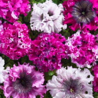 img-0: Петуния превосходнейшая Черныго Триумф [1000 драже] - ООО «Семена Тут»