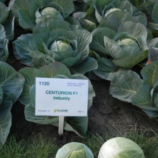 img-0: Капуста белокочанная Центурион F1 - ООО «Семена Тут»
