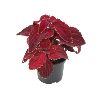 img-2: Колеус Файрвей Ред Вельвет [1000 шт] - ООО «Семена Тут»