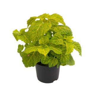 img-2: Колеус Файрвей Еллоу [1000 шт] - ООО «Семена Тут»