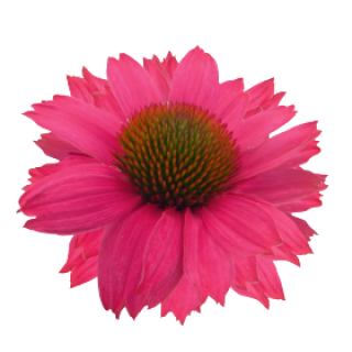 img-0: Эхинацея Поллинейшн Маджента [250 шт] - ООО «Семена Тут»