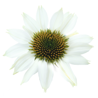 img-0: Эхинацея Поллинейшн Вайт [100 шт] - ООО «Семена Тут»