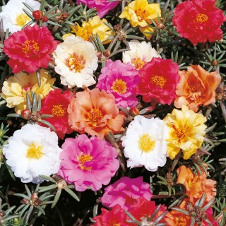 Портулак Сансикер Мульти Колор микс [1000 м/драже] - ООО «Семена Тут»