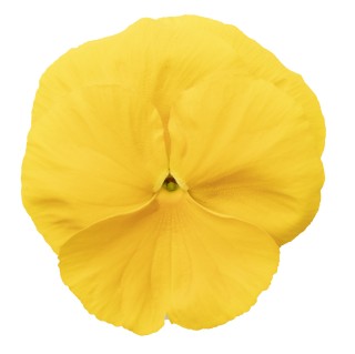 Виола крупноцветковая Премьер Клиа Голден [1000 шт] - ООО «Семена Тут»