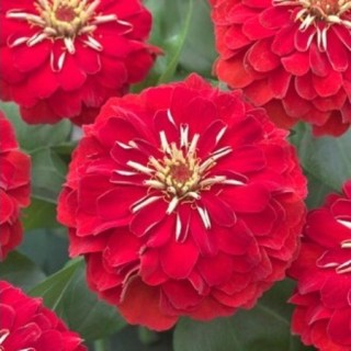 img-0: Цинния Прециоза Ред [1000 шт] - ООО «Семена Тут»