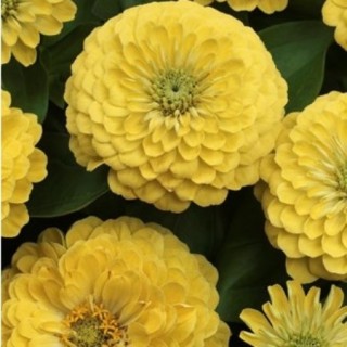 img-0: Цинния Прециоза Лайт Еллоу [1000 шт] - ООО «Семена Тут»