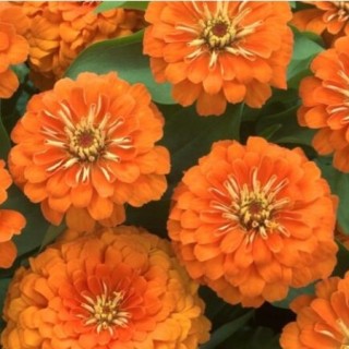 img-0: Цинния Прециоза Оранж [1000 шт] - ООО «Семена Тут»