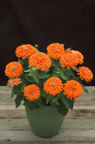 img-1: Цинния Прециоза Оранж [1000 шт] - ООО «Семена Тут»