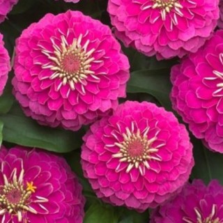 img-0: Цинния Прециоза Роуз [100 шт] - ООО «Семена Тут»