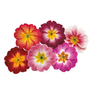 img-0: Примула Данова Метеор Микс [1000 шт] - ООО «Семена Тут»