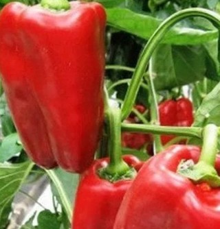 img-0: Перец Призер - ООО «Семена Тут»