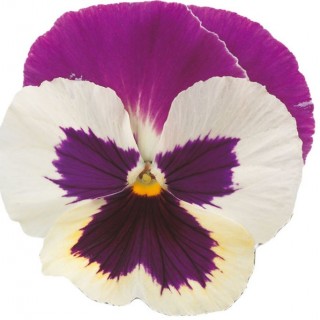 Виола крупноцветковая Премьер Пурпл Роуз энд Вайт [1000 шт]* - ООО «Семена Тут»