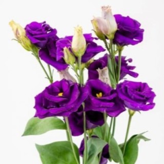 img-0: Эустома Крома 2 Пурпл [100 драже] - ООО «Семена Тут»