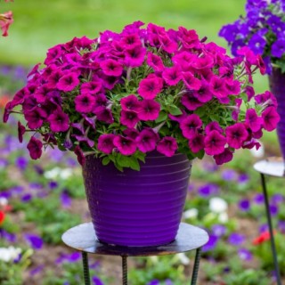 img-0: Петуния миллифлора Флэш Форвард Бургунди [100 драже] - ООО «Семена Тут»