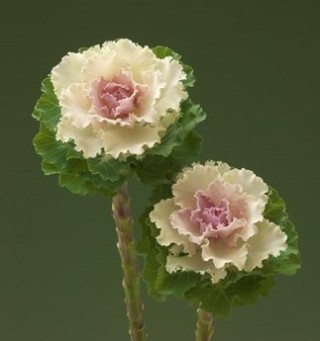 Капуста декоративная Крейн Раффл Биколор [1000 шт] - ООО «Семена Тут»