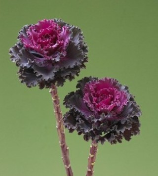 Капуста декоративная Крейн Раффл Ред [1000 шт] - ООО «Семена Тут»