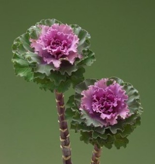 Капуста декоративная Крейн Раффл Роуз [1000 шт] - ООО «Семена Тут»