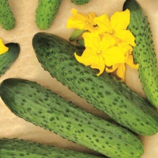 img-0: Огурец Раис F1 - ООО «Семена Тут»