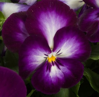Виола крупноцветковая Ультима Редиенс Виолет [100 шт] - ООО «Семена Тут»
