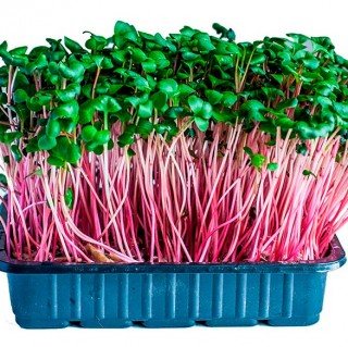 img-0: Редис Белокрайка МЗ - ООО «Семена Тут»