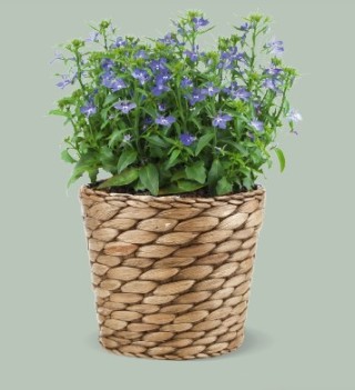 Лобелия прямостоячая Палас Роял [1000 м/драже] - ООО «Семена Тут»