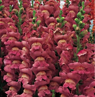 Львиный зев Опус 3 Лавендер [1000 шт] - ООО «Семена Тут»