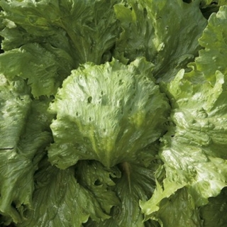 Салат Саула - ООО «Семена Тут»