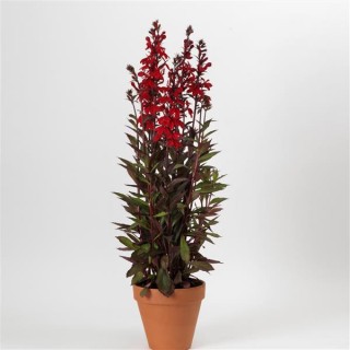 img-1: Лобелия прекрасная Старшип Скарлет Бронз Лиф [500 драже] - ООО «Семена Тут»