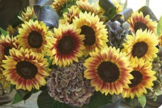 img-1: Подсолнечник Марли [100 шт] - ООО «Семена Тут»