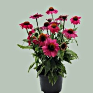 img-2: Эхинацея Поллинейшн Маджента [250 шт] - ООО «Семена Тут»